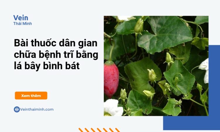 Lá bình bát trị bệnh trĩ như thế nào?